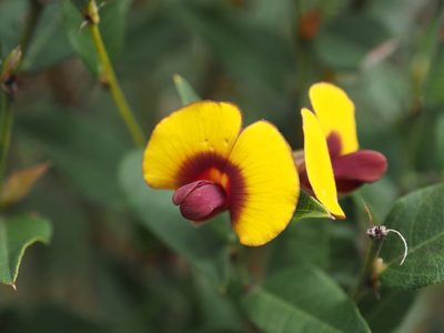 Bossiaea ornata, photographed by Brett Coulstock