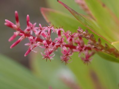 Leucopogon verticillatus, photographed by Brett Coulstock