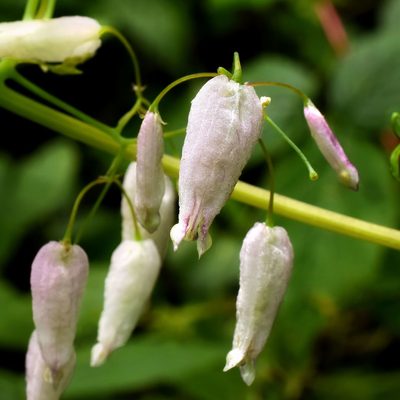 Adlumia fungosa, photographed by davecz2