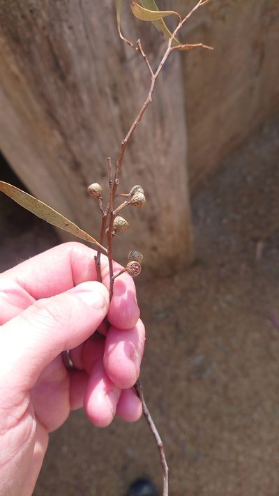 Eucalyptus amygdalina, photographed by Yoav Daniel Bar-Ness