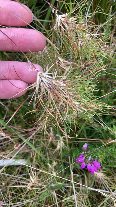 Festuca vivipara, photographed by rowan_m