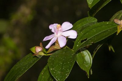 Blakea litoralis, photographed by dhfischer