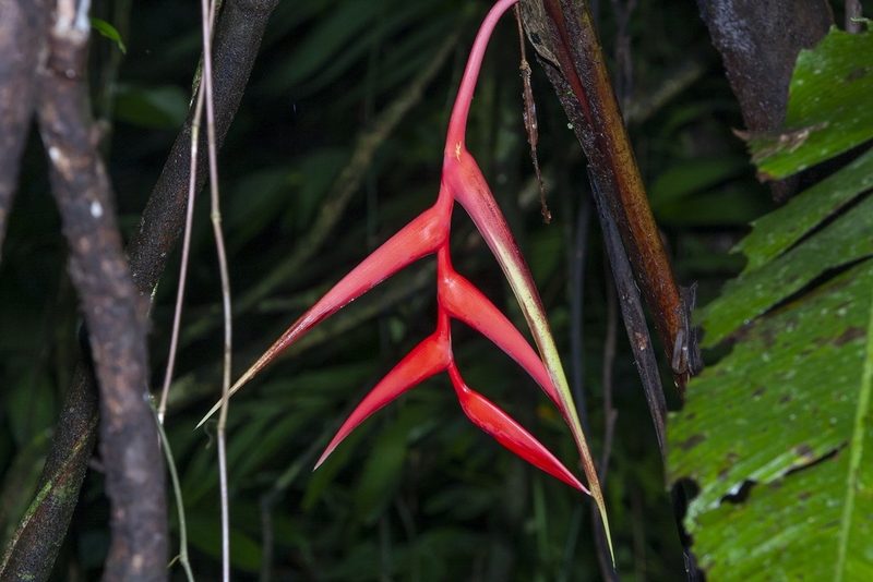 Heliconia trichocarpa, photographed by dhfischer