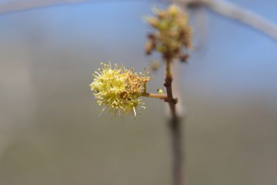 Combretum albidum, photographed by S.MORE