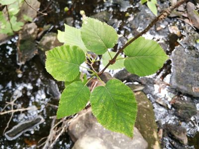 Betula cordifolia, photographed by agbelliveau