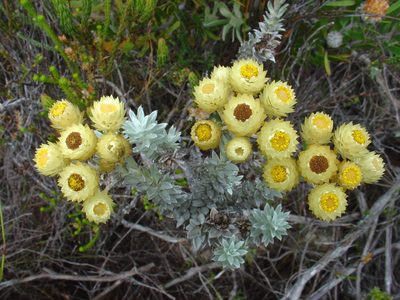 Achyranthemum mucronatum, photographed by Jean-Paul Boerekamps