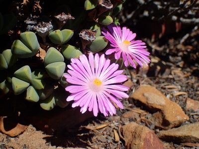 Braunsia apiculata, photographed by Mahomed Desai