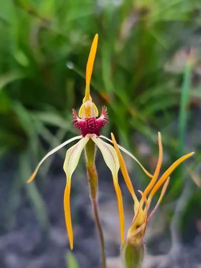 Caladenia longiclavata, photographed by Cal Wood