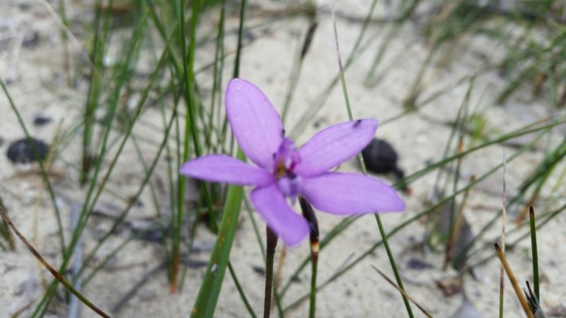 Caladenia minorata, photographed by Peter B