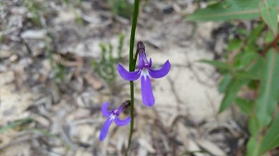 Lobelia dentata, photographed by Peter B