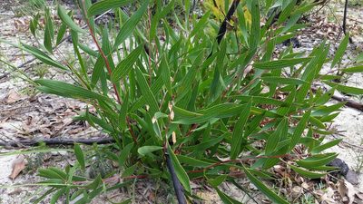 Hakea laevipes, photographed by Peter B