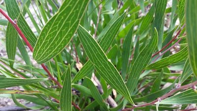 Hakea laevipes, photographed by Peter B
