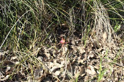Caladenia ferruginea, photographed by Em Lamond
