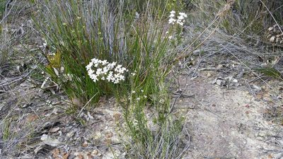Conospermum ericifolium, photographed by Peter B