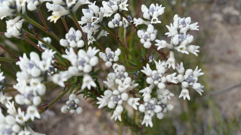 Conospermum ericifolium, photographed by Peter B