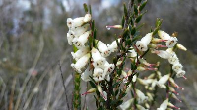 Epacris obtusifolia, photographed by Peter B