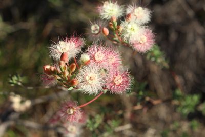 Verticordia huegelii, photographed by Em Lamond