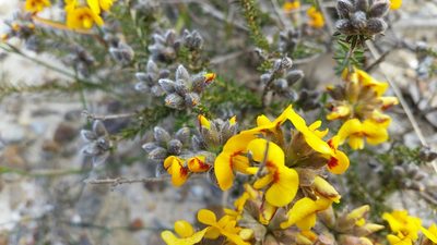 Dillwynia brunioides, photographed by Peter B