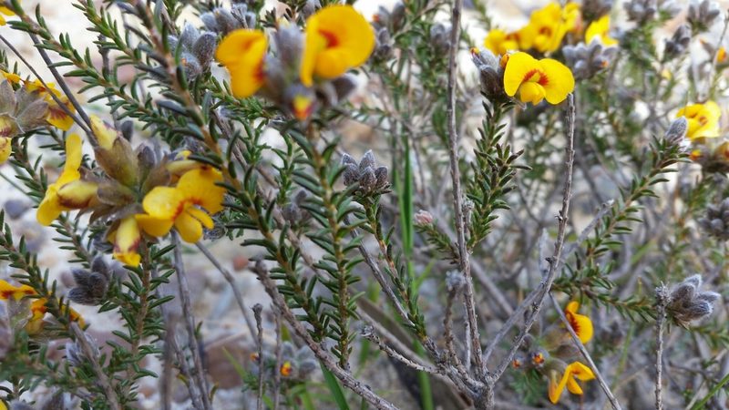 Dillwynia brunioides, photographed by Peter B
