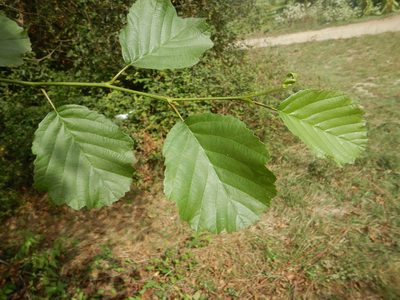 Alnus lusitanica, photographed by Duarte Frade