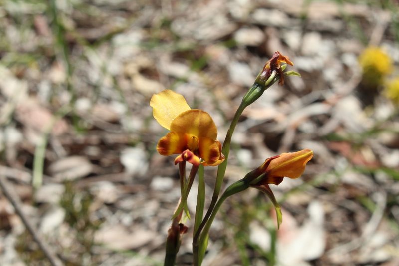 Diuris corymbosa, photographed by Em Lamond