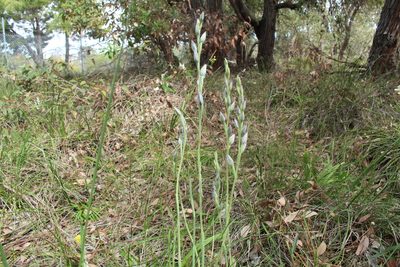 Thelymitra macrophylla, photographed by Em Lamond
