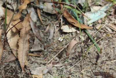 Stylidium androsaceum, photographed by Em Lamond