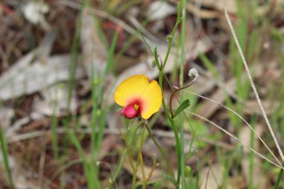 Isotropis cuneifolia, photographed by Em Lamond