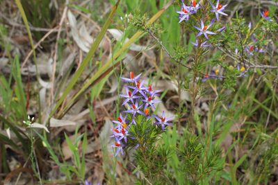 Calectasia narragara, photographed by Em Lamond