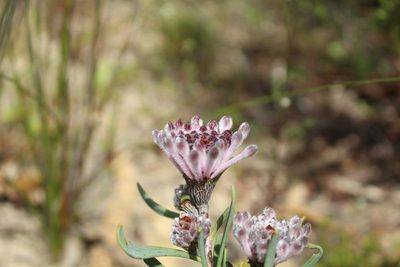 Petrophile linearis, photographed by Em Lamond