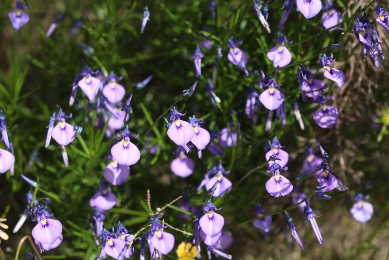 Pigea calycina, photographed by Em Lamond