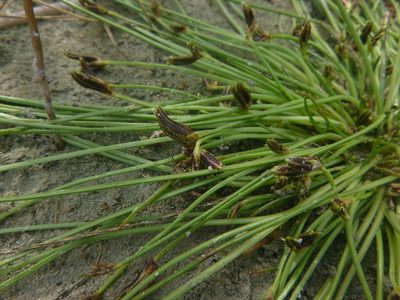 Cyperus pannonicus, photographed by Gabriel Mayrhofer