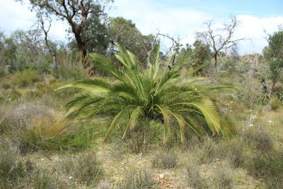 Macrozamia fraseri, photographed by Em Lamond