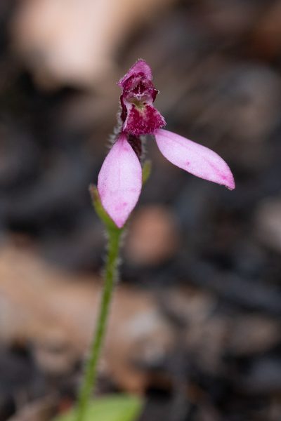 Eriochilus scaber, photographed by Cal Wood