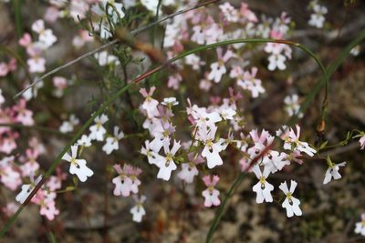 Stylidium androsaceum, photographed by Em Lamond