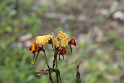 Diuris corymbosa, photographed by Em Lamond