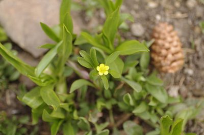 Ranunculus inamoenus, photographed by Eric Knight