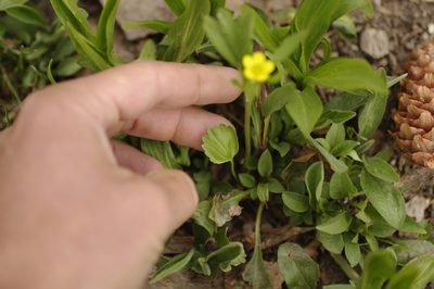 Ranunculus inamoenus, photographed by Eric Knight