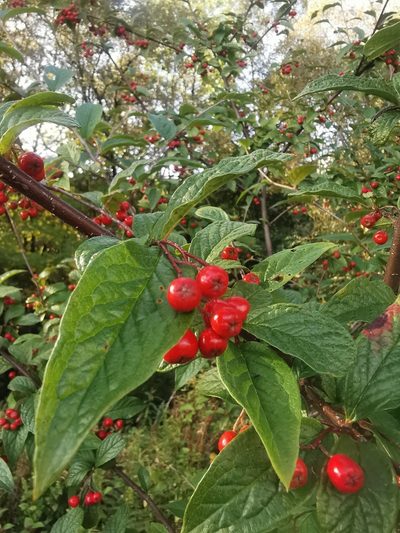 Cotoneaster bullatus, photographed by Roar Nybø