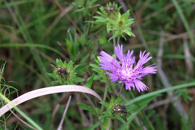 Stokesia laevis, photographed by Lauren McLaurin