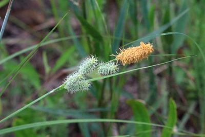 Carex glaucescens, photographed by Lauren McLaurin