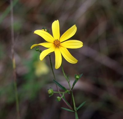 Bidens mitis, photographed by Lauren McLaurin