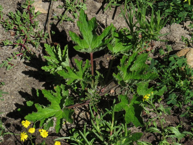 Pelargonium citronellum, photographed by Jeremy Gilmore