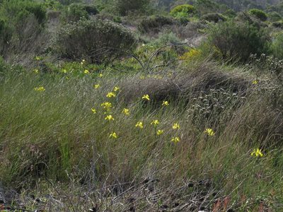 Moraea neglecta, photographed by Jeremy Gilmore