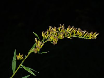 Solidago odora, photographed by John Baur