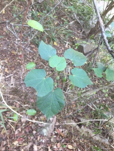 Dombeya tiliacea, photographed by Sunčana Bradley