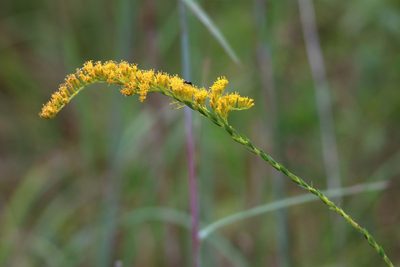 Solidago fistulosa, photographed by Lauren McLaurin