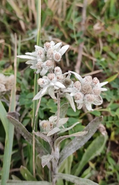 Leontopodium conglobatum, photographed by Юлия