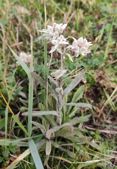 Leontopodium conglobatum, photographed by Юлия
