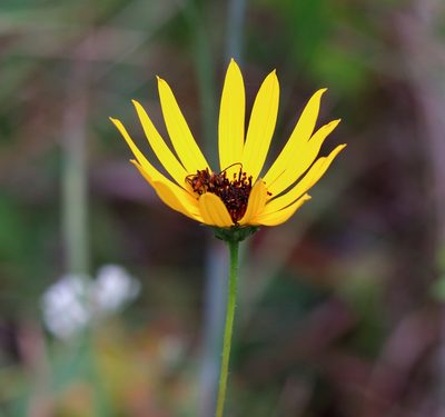 Helianthus heterophyllus, photographed by Lauren McLaurin